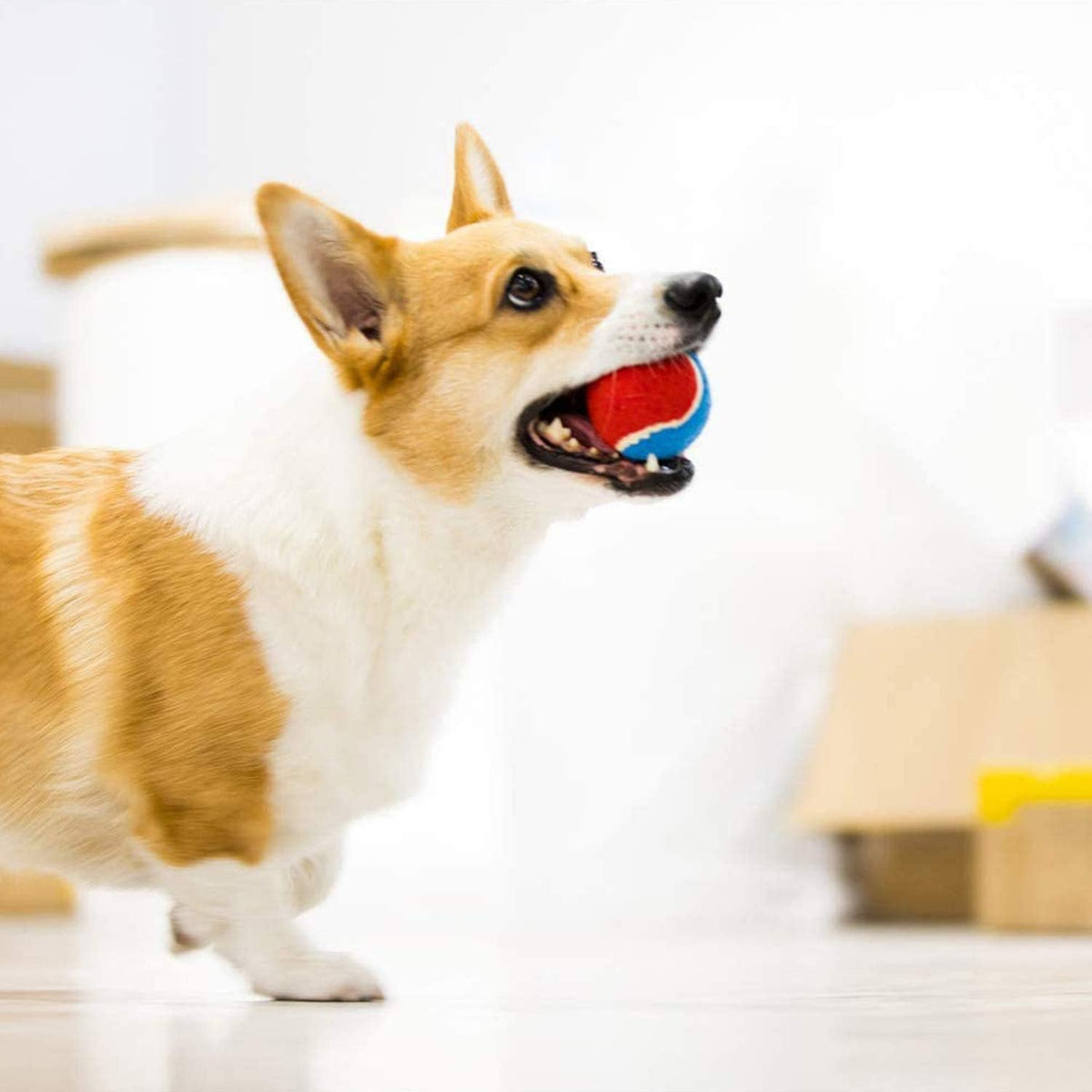 Squeaky Dog Tennis Balls, 3 Pack Elastic Interactive Toy for Dogs